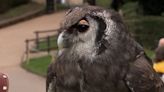 Ernie the Owl flies into retirement after 30-years at Warwick Castle