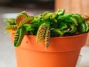 How to care for a Venus fly trap