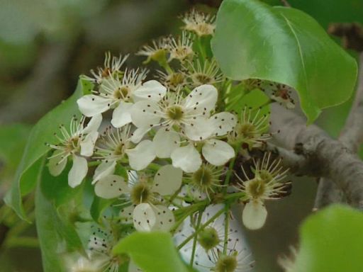 Massachusetts considers banning invasive Callery pear tree