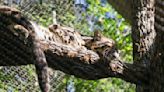 Dallas Zoo 'Thrilled' to Find Clouded Leopard, Nova, Hours After She Went Missing