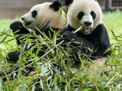 Llegada de nuevos pandas gigantes al Zoo Nacional de Washington