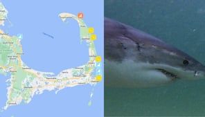 Mass. shark tracker: Interactive map with real-time tools shows where great whites are lurking