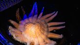 Photos: Pizza-sized Sunflower Sea Stars successfully spawned at Birch Aquarium