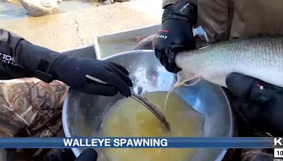 Game and Fish spawn walleyes on Lake Sakakawea to stock lakes across ND