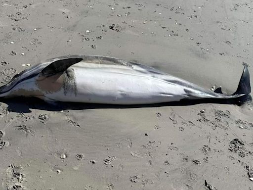 Beached whale on NJ beach causes social media confusion