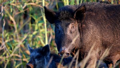 Dangerous feral hogs that destroy lawns and eat plastic are growing across the US, and states can't kill them fast enough