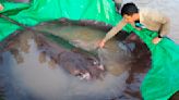 Cambodian catches world's largest recorded freshwater fish