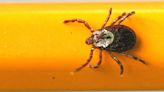 Early tick season raises fears of Lyme disease