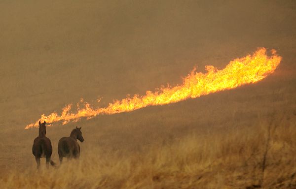 State regulators will fast-track reviews of rate hikes sought by home insurers amid wildfire losses