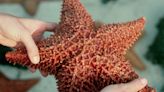 Scientists finally solved the centuries-long mystery of where a starfish's head is