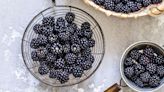 This is how to forage blackberries