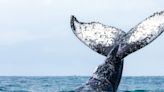 First Photographs Of Humpback Whale Sex Feature Two Males In The Act