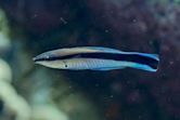 Bluestreak cleaner wrasse