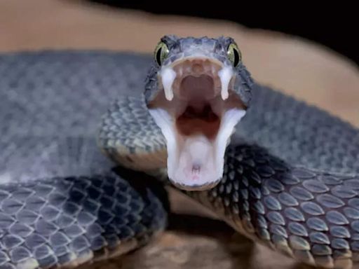 Breakthrough: Common blood thinner can be affordable antidote for cobra venom - Times of India