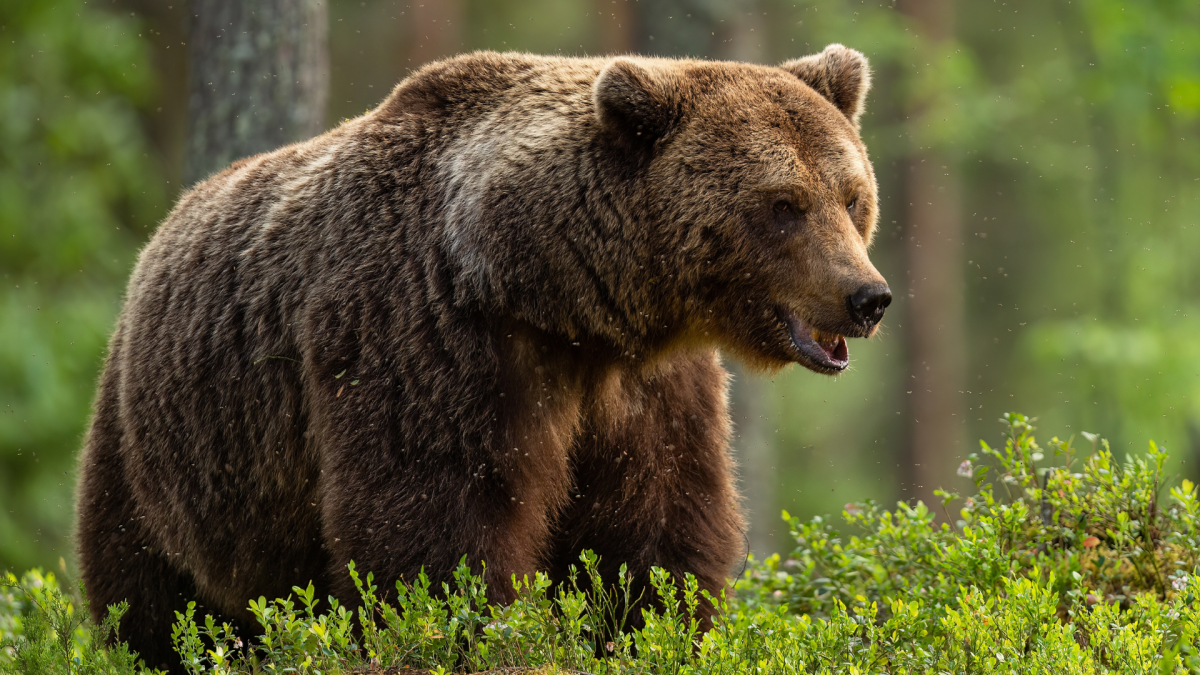 Hiker's Calm Demeanor During Encounter with Grizzly Bear on Montana Trail Has People Shook