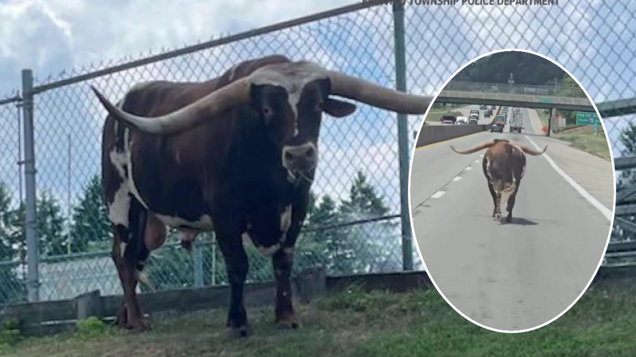 Escaped bull caught running down Pennsylvania highway, stopping by local shops