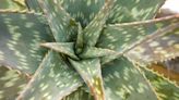 CHARLES REYNOLDS: Aloes aren’t like peas in a pod