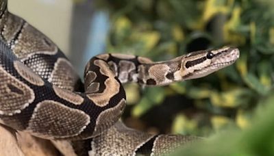 Bihar Man Bites Snake That Bit Him. Here's What Happened Next