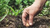 Soil basics: Here is what you need to know about the foundation of your garden