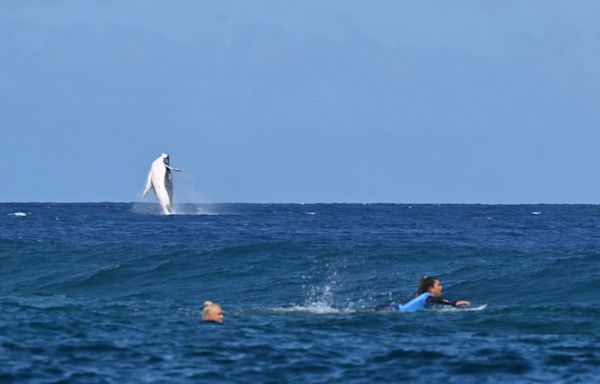 Whale breaches during Paris Olympics surfing semifinal