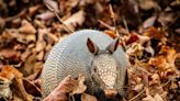Missouri armadillo sightings increase with warmer weather and cicada surplus