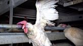Hens found suffering at free-range RSPCA-backed egg farms supplying M&S and Tesco, activists say