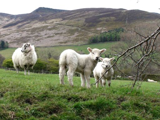 Almost 100 rural seats ‘have less than one hectare of right to roam land’