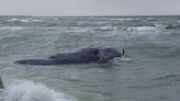 Endangered right whale found dead off Cape Cod coast