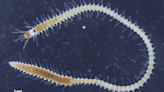 Why these sea worms detach their butts to reproduce
