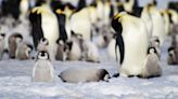 Antarctic sea ice loss causes unprecedented emperor penguin breeding failure