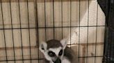 Loose lemur captured after several weeks in Texas