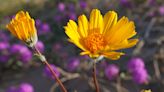 Wildflower watchers have reason to believe a 'superbloom' is waiting to erupt in Southern California