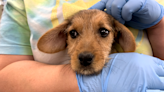 Vet says recent rain has brought more parvo cases, urges vaccines for pups