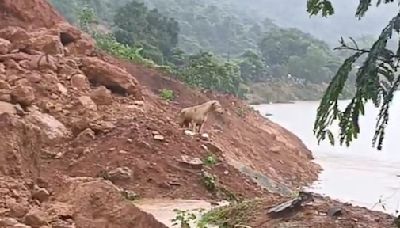 ...Amid Heavy Rains, Pet Dog Seen Searching For Owner Buried Alive Under Landslide In Karnataka’s Uttara Kannada