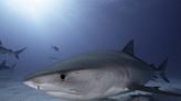 Underwater volcanoes made sharks more fierce: scientists