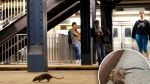 NYC rat population ‘stressed’ by heat waves — leading to lower rates of reproduction