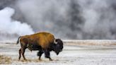 Ohio woman gored by bison in Yellowstone National Park, tossed 10 feet in the air
