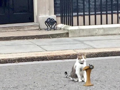 Larry the Downing Street Cat remains constant amidst changes | World News - Times of India