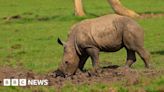 Endangered baby rhino explores Whipsnade Zoo home