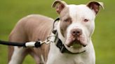XL Bully dogs to be banned in Ireland under new legislation - Homepage - Western People