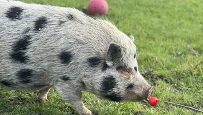 These pigs are still looking for a loving new home - could you help them?
