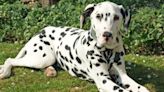 People are only just realising the true reason behind a Dalmatians spots