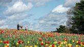 The tulips are starting to bloom. Here's where you can pick your own in MA and RI