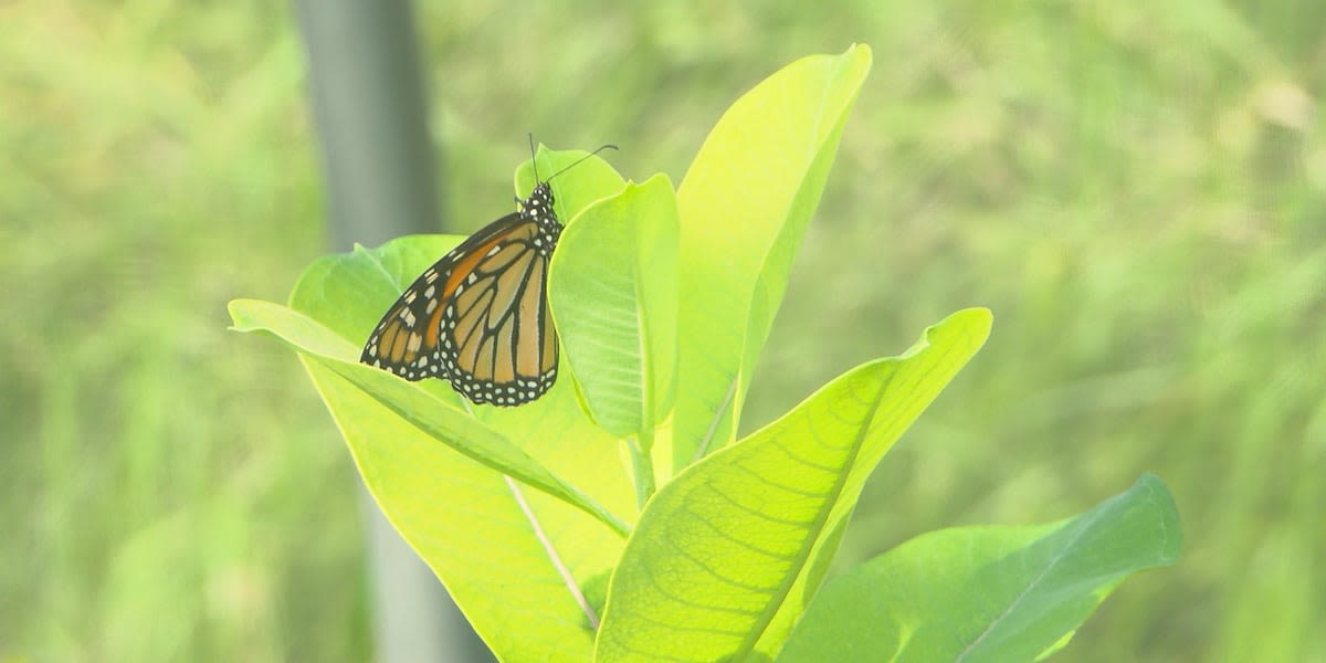 Hundreds of monarch butterflies released at Monarch Fest