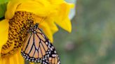 Gardener accidentally creates stunning ‘butterfly oasis’ in backyard: ‘I am not sure how it even started’