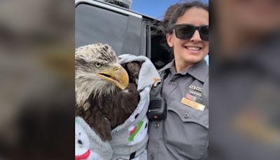 Photos: Flightless bald eagle rescued by Jefferson County Animal Control