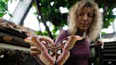 Italian museum recreates Tanzanian butterfly forest to raise awareness on biodiversity research