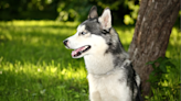 Siberian Husky's 'Final Sign-Off' on Walgreen's Intercom Is So Bittersweet