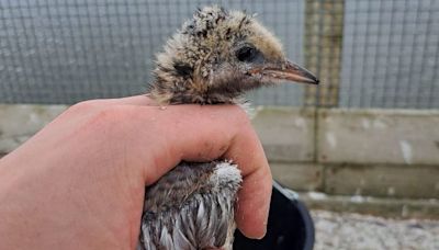 Bumper breeding year for terns at Montrose Basin Wildlife Reserve as seabirds attempt to recover from killer avian flu