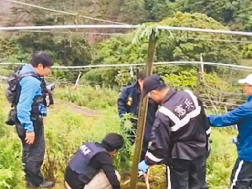 失聯移工梨山種大麻 再逮3人 - 地方新聞